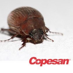 June Bugs: What This Means For Your Facility