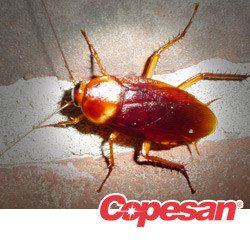 german cockroach on the ground