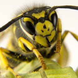 commercial yellow jacket control