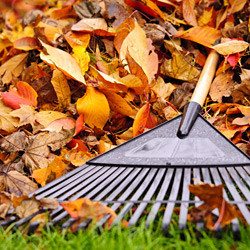 A garden rake in a pile of leaves.