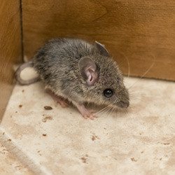 Mouse in the corner of a restaurant floor.