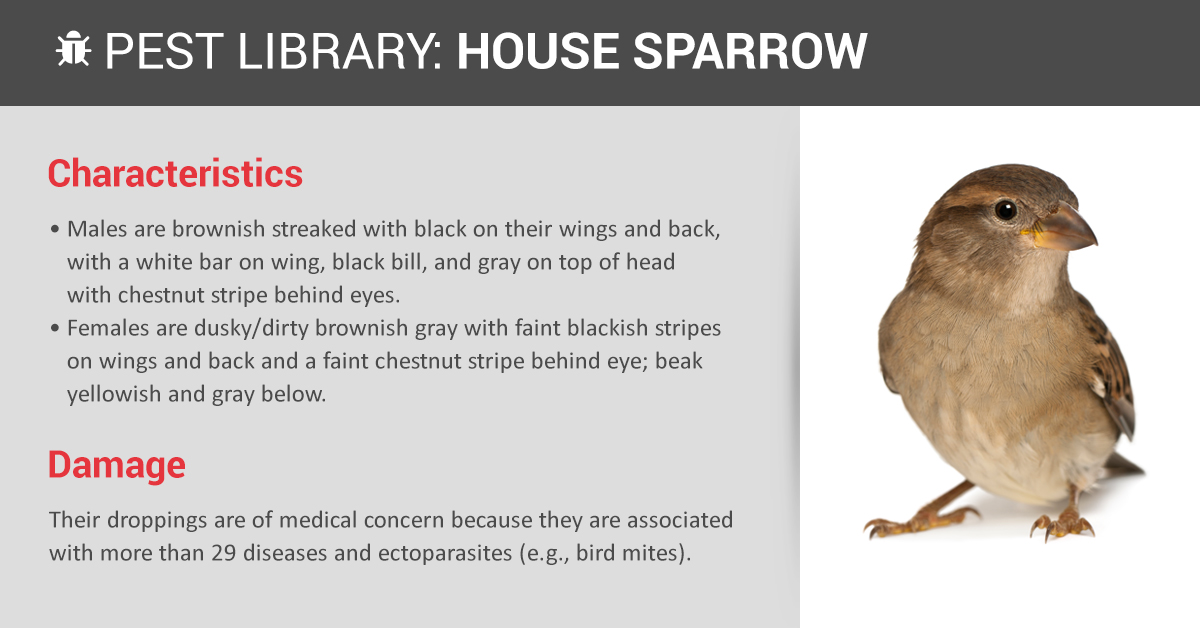 House Sparrow Bird Facts