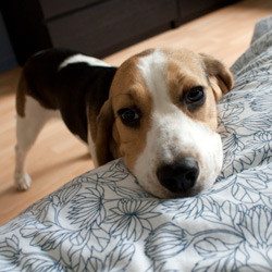 Beagle resting its head on a bed.