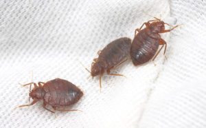 Three bed bugs on a piece of white cloth.
