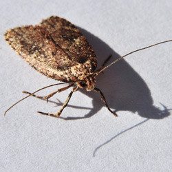 Close-up of an Indian meal moth.