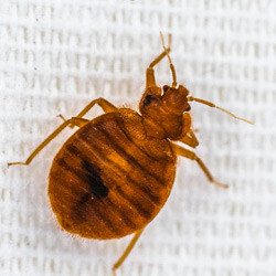 Close-up of a bed bug on a bed sheet.
