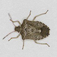 A brown marmorated stink bug. 