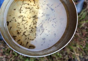 A bowl of water that is full of mosquitoes.