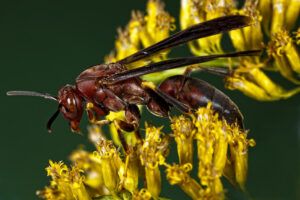 Paper wasp.