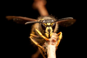 close up photo of black and yellow insect