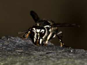dark close up photo of stinging insect