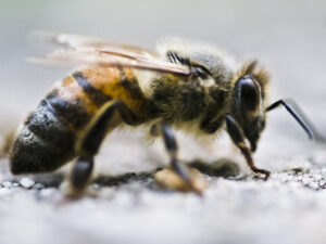 close up photo of honey bee with gray background